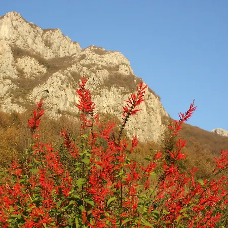 农家乐 德维斯希欧农家乐