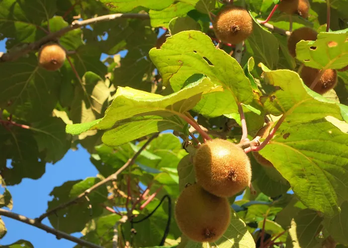 Deviscio בית חווה
