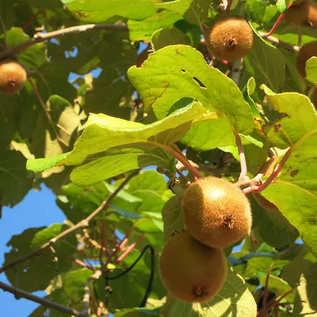 Deviscio Çiftlik konaklama